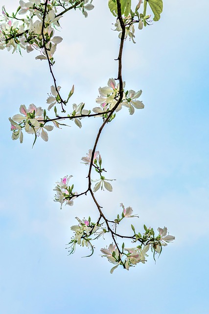 Blomster, Vietnamesiske Blomster, Forår