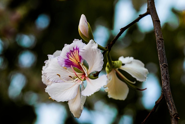 Blomst, Kronblade, Knopper, Flora, Natur