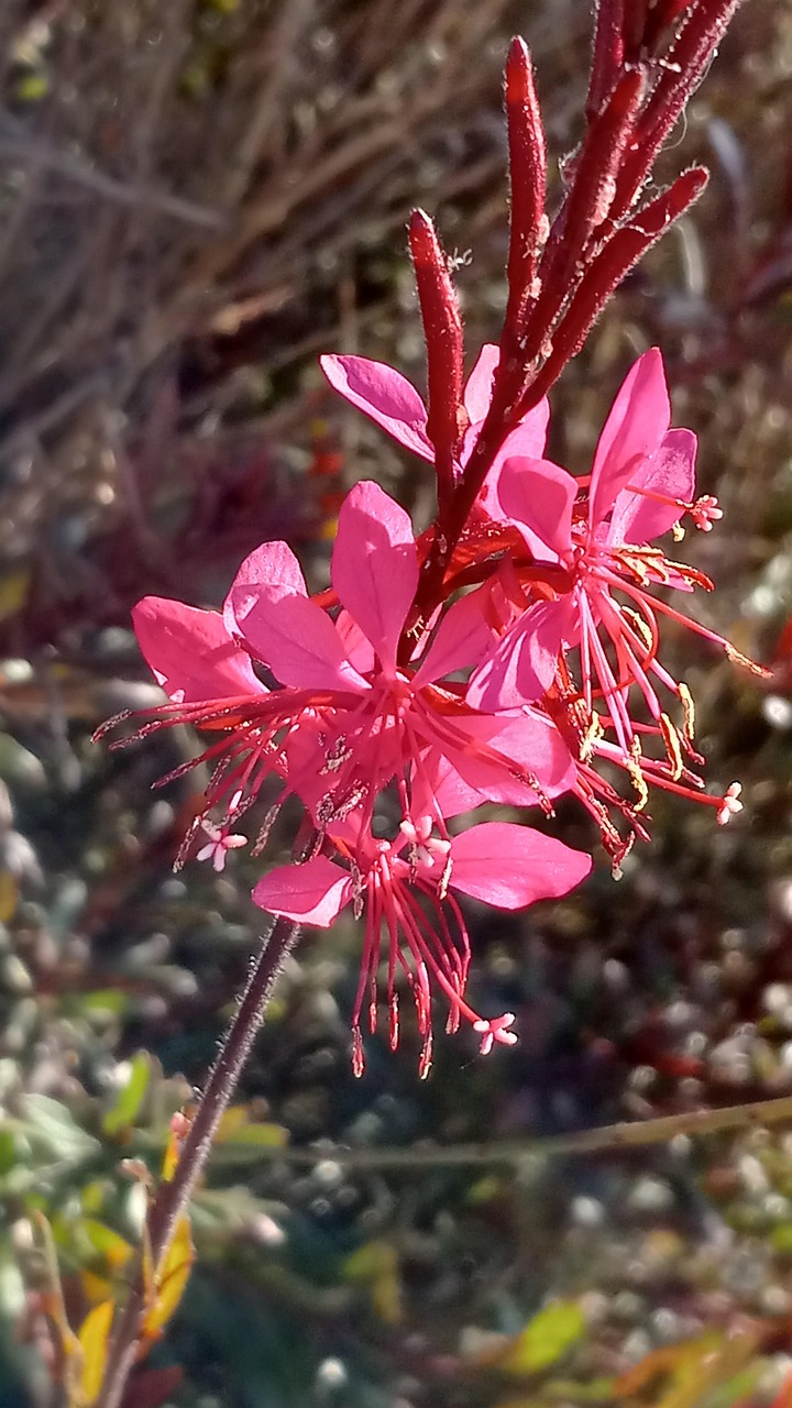 Butterfly Needle Flower Pink Free photo on Pixabay Pixabay