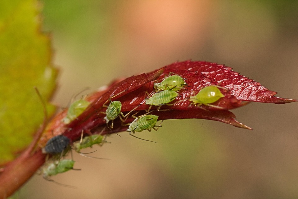 Aphids Insects Macro - Free photo on Pixabay - Pixabay