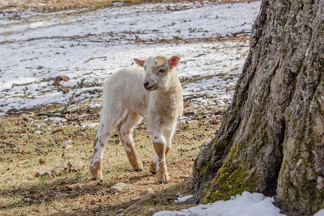 Lam, Schaap, Dier, Sneeuw, Winter
