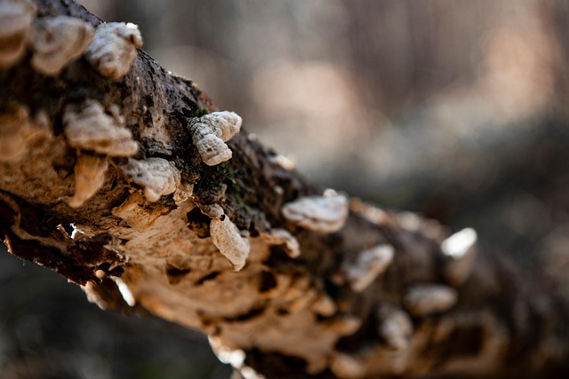 Free Tree Bark photo and picture