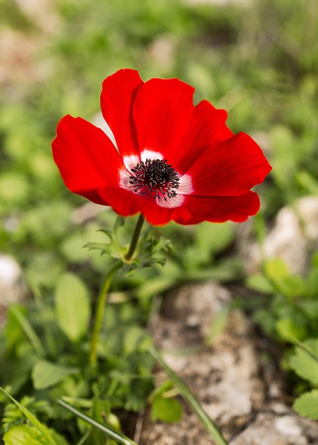 Blomst, Valmue, Blomstre