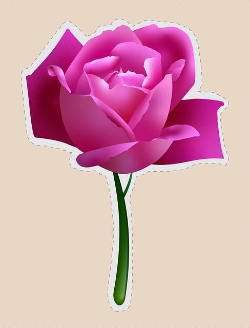 Flor, Rosa, Natureza, Bloom, Florescer