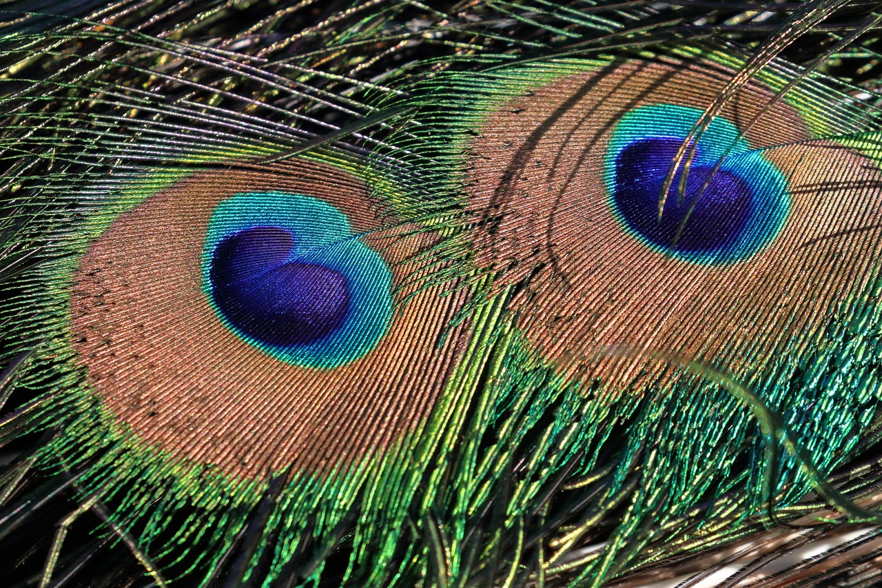 Paon Plumes Oiseau - Photo gratuite sur Pixabay - Pixabay