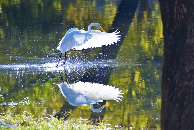 Vögel, Natur, Fluss, Wunderschön