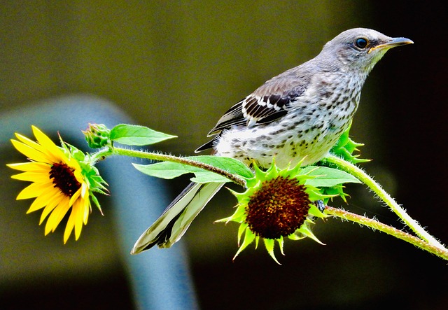 Vögel, Natur, Blume