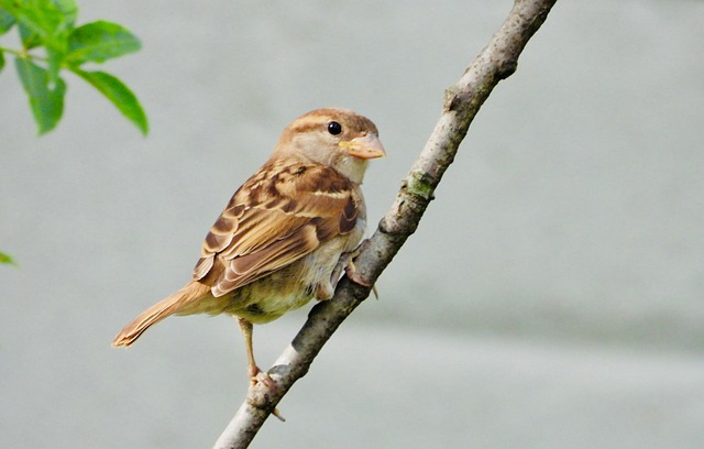 Vogel, Landschaft, Frühling, Aves