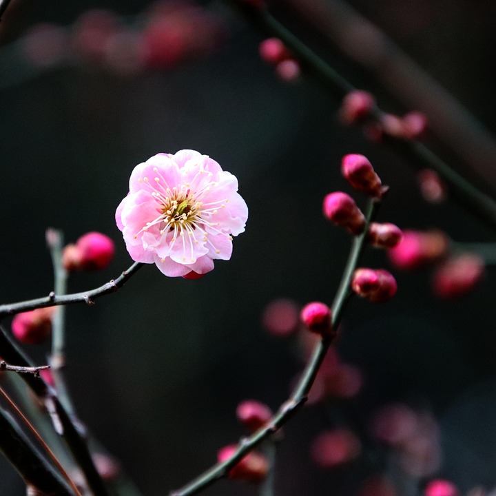 Blomme Blomstre Blomster Træ - Gratis foto på Pixabay