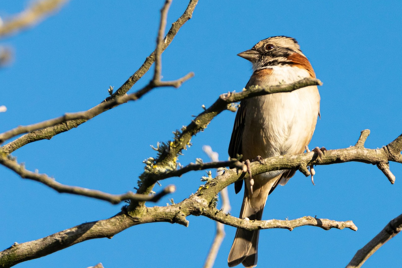 Roided Animal Rufous-Collared Bird Animal - Free photo on Pixabay