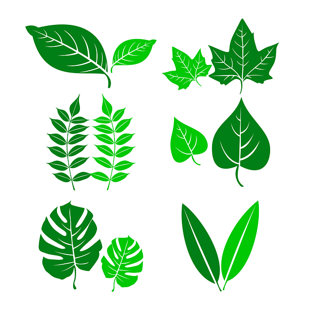 Free leaves plant botany illustration