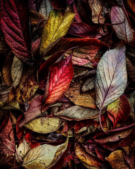 Sale De, Naturaleza, Otoño, Temporada