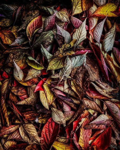 Sale De, Naturaleza, Otoño