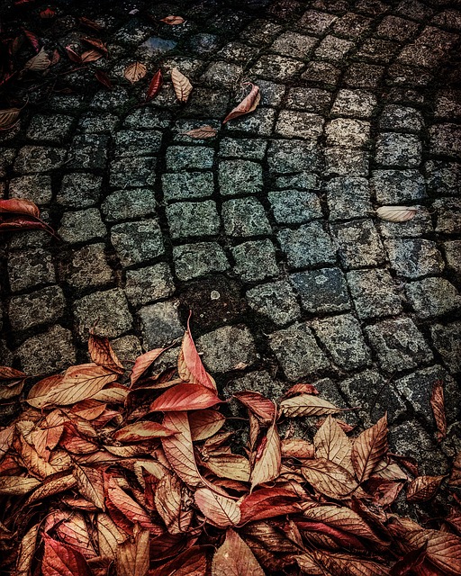 Sale De, Otoño, Suelo, Naturaleza