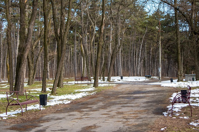 Park, Wald, Bäume, Draußen, Natur