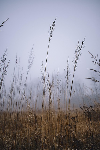 Free Grass Meadow photo and picture