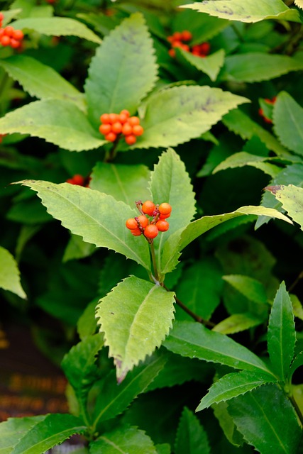 Nature Sarcandra Glabra Plant - Free photo on Pixabay