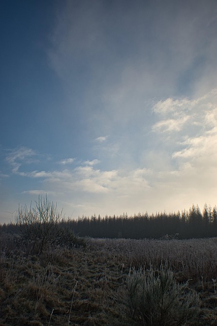 Free Forest Nature photo and picture
