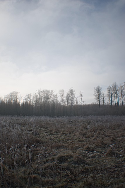 Free Trees Nature photo and picture