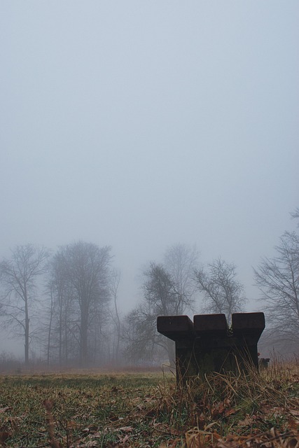 Free Fog Forest photo and picture