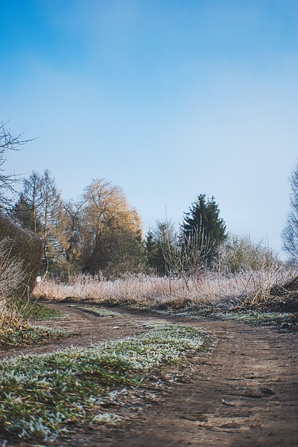 Free Nature Forest photo and picture
