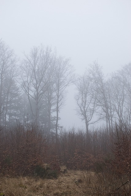 Free Forest Meadow photo and picture
