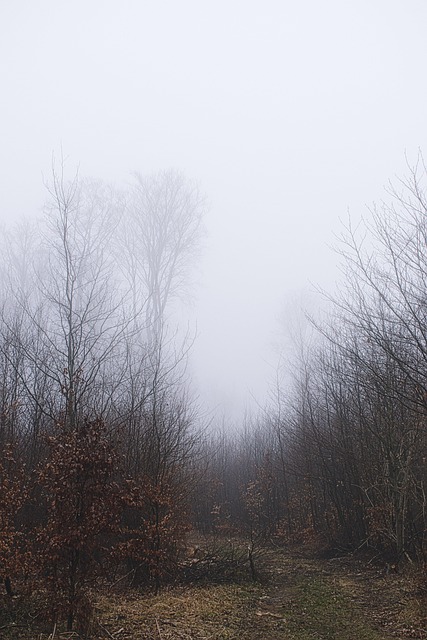 Free Forest Meadow photo and picture