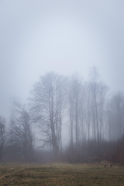 Free Forest Trees photo and picture