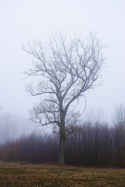 Free Forest Trees photo and picture