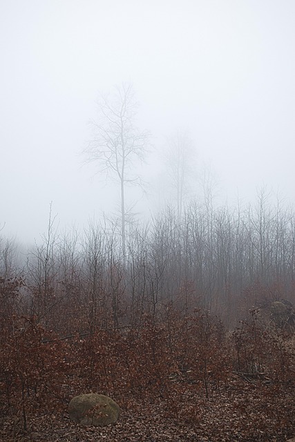 Free Forest Trees photo and picture