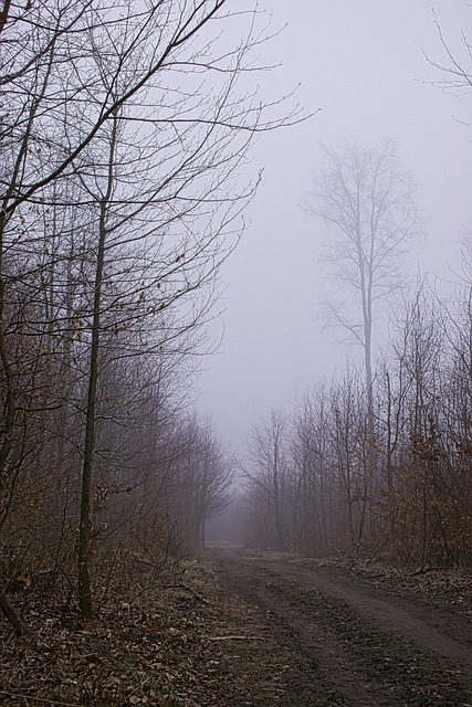 Free Forest Path photo and picture