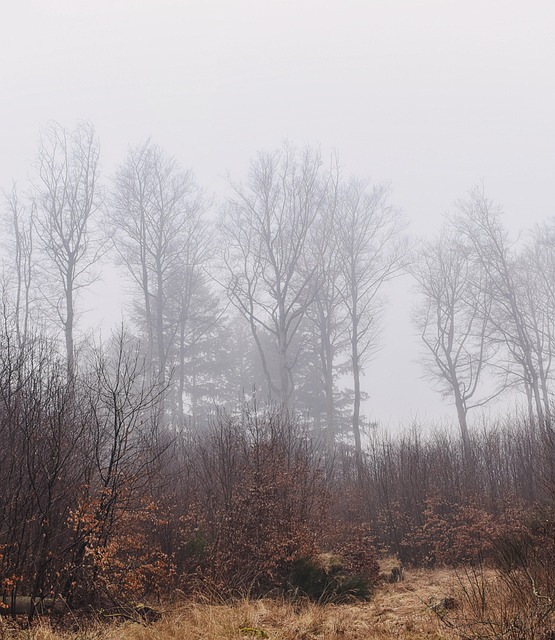 Free Forest Nature photo and picture