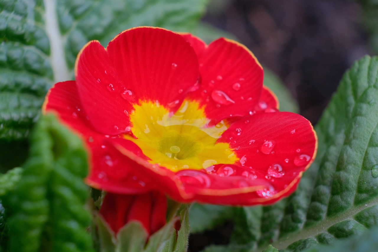 Primrose Flower Plant Free photo on Pixabay Pixabay