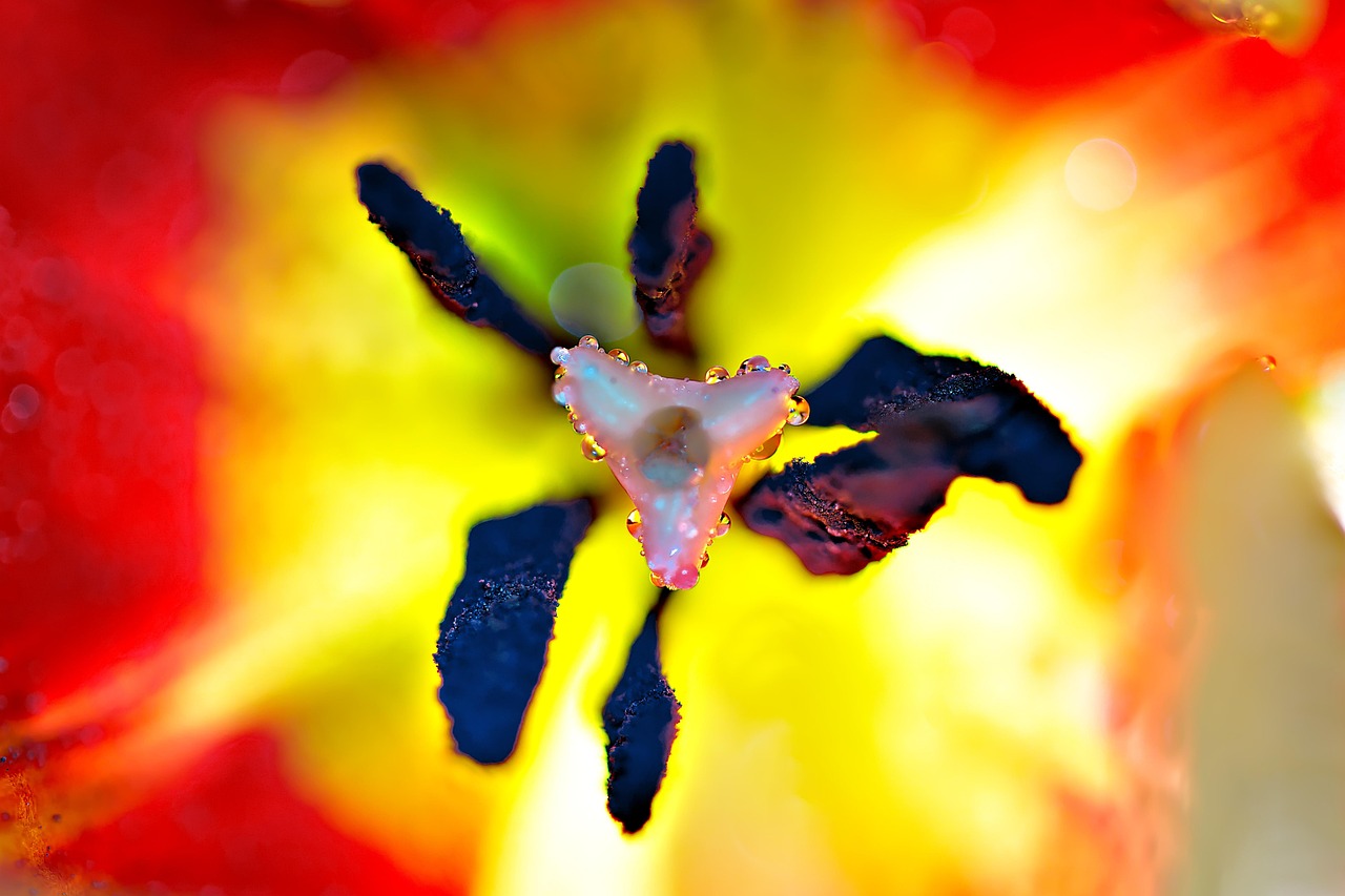 Flower - free online jigsaw puzzle photo