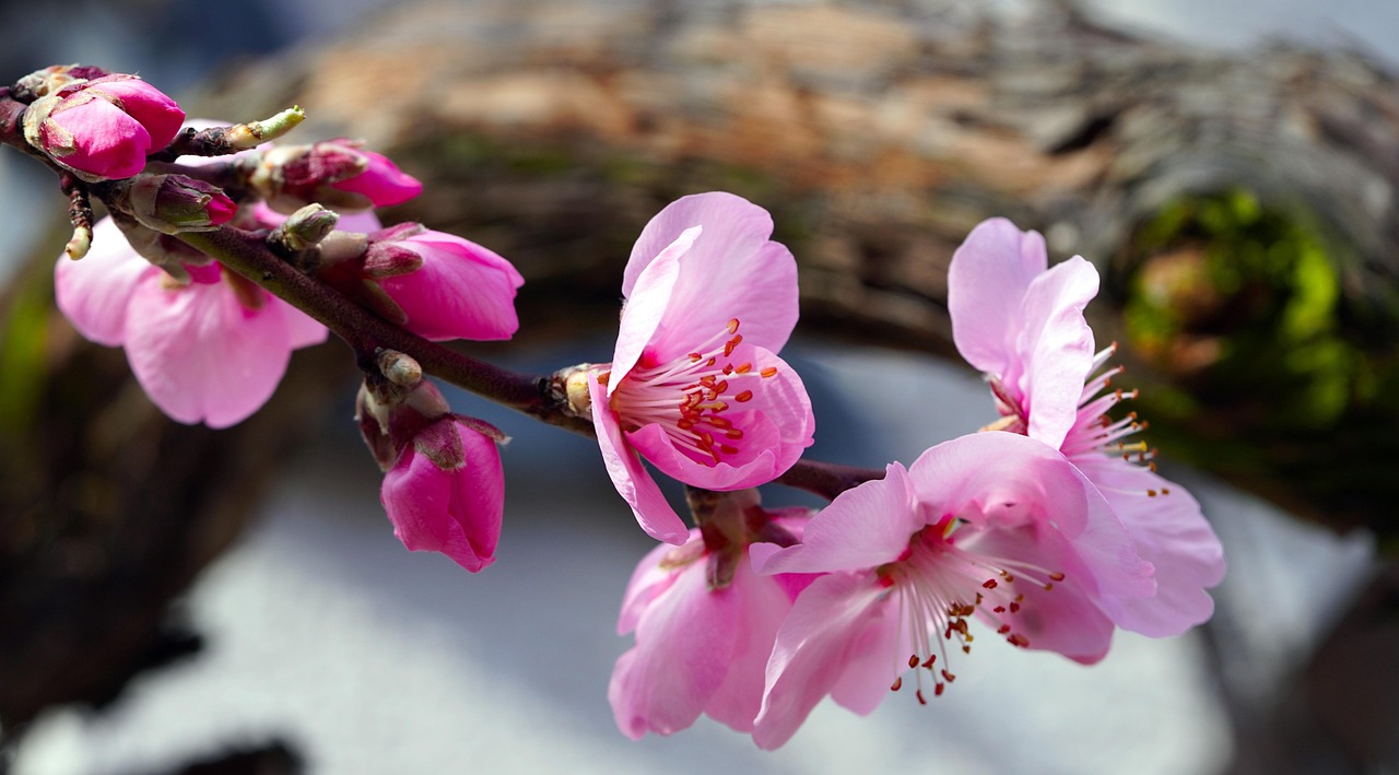杏仁花 杏仁树 枝杈 - Pixabay上的免费照片 - Pixabay