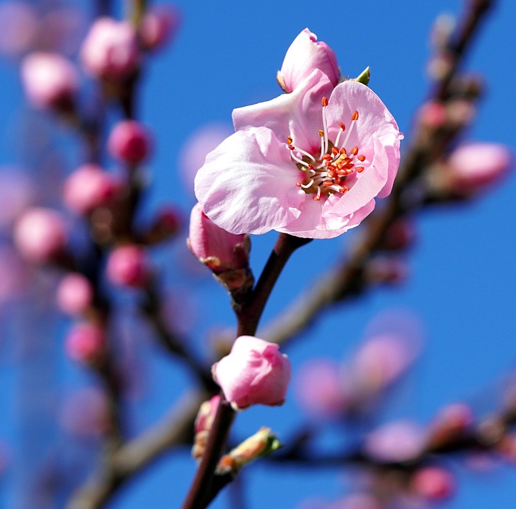 杏仁花 杏仁树 春天 - Pixabay上的免费照片 - Pixabay