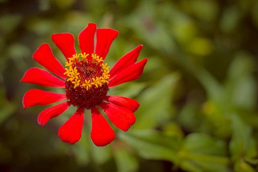 Free Plant Flower photo and picture