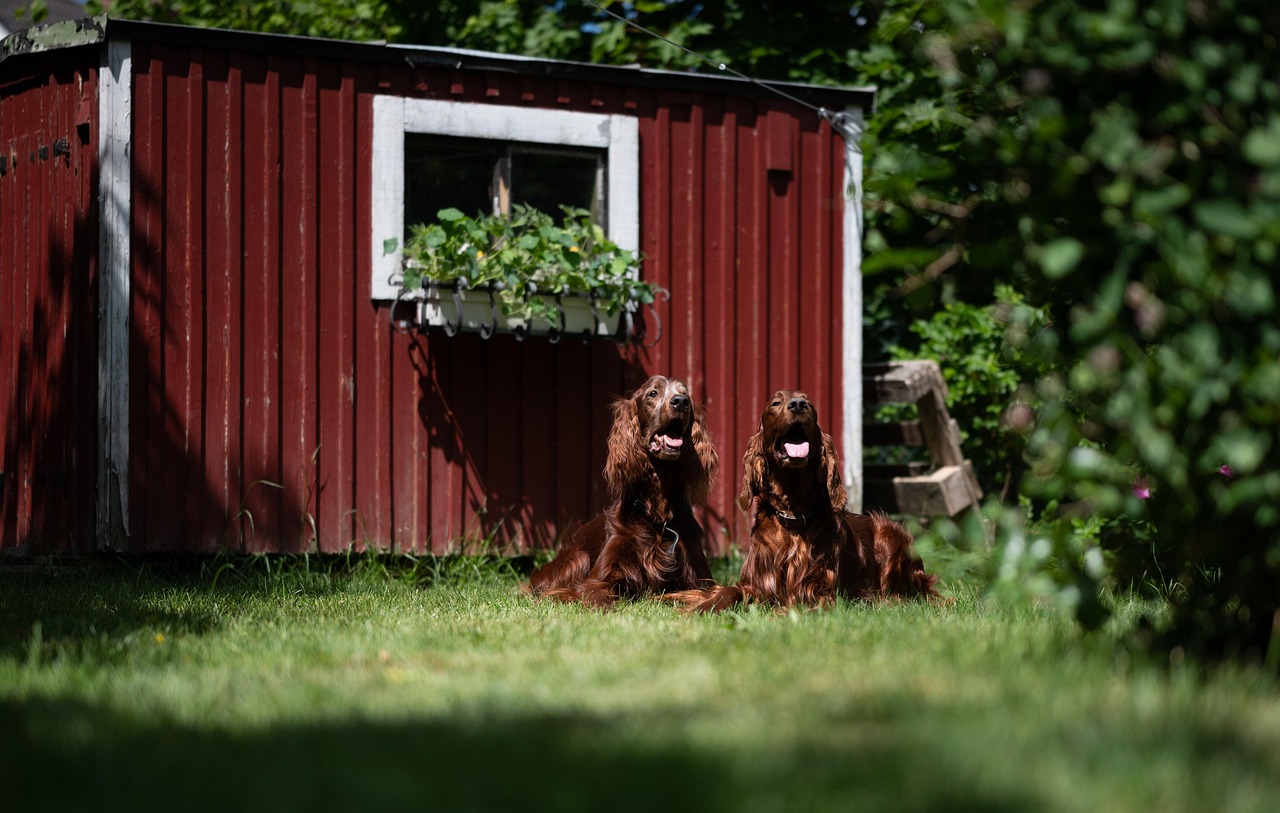 Two Irish Red Setter dogs standing side by side outdoors.