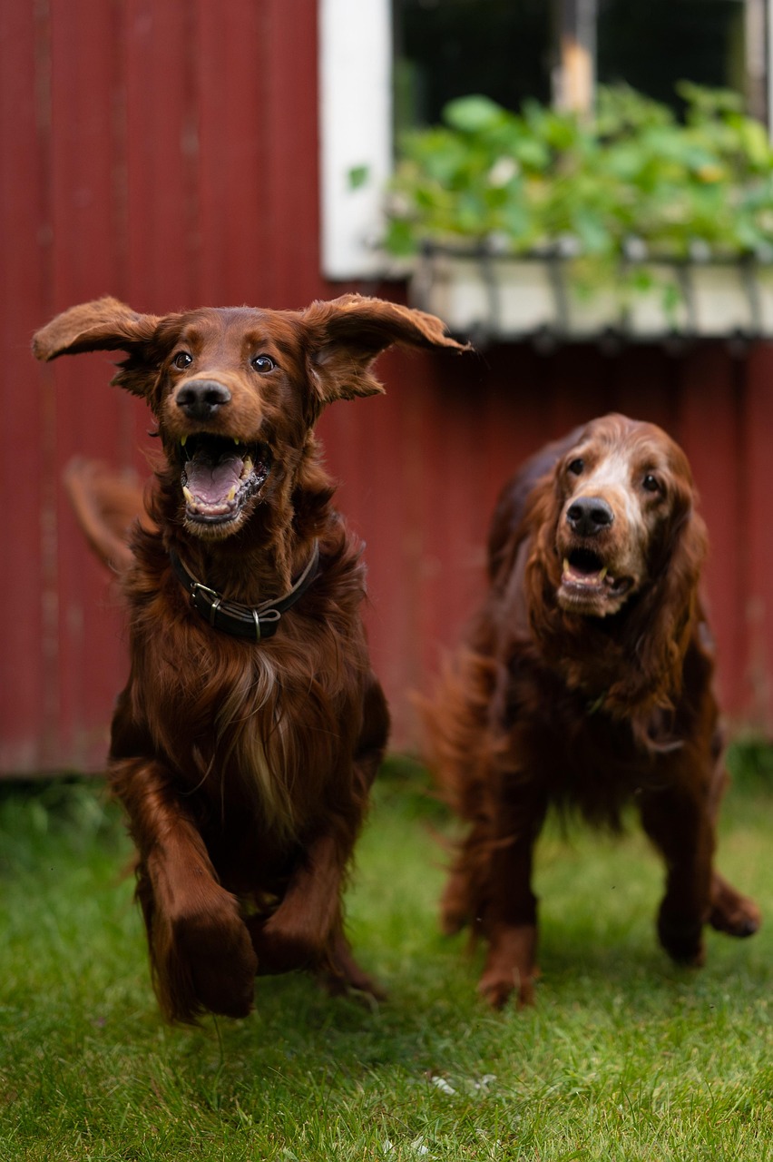 Irish Red Setters Dogs Pets - Free photo on Pixabay - Pixabay