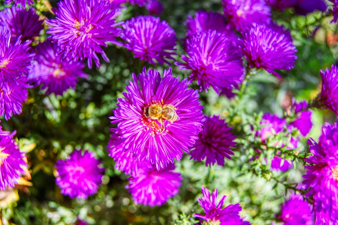 Download free HD stock image of Bee Insect Free Bee Insect photo and picture