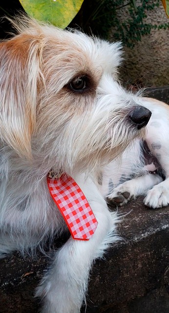 Free Animal Dog photo and picture