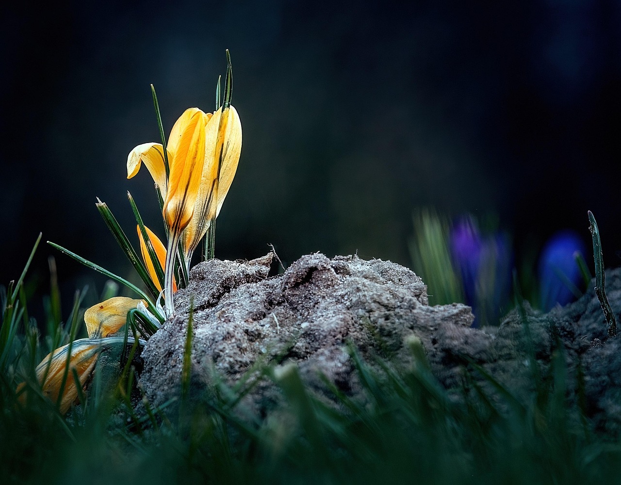 https://cdn.pixabay.com/photo/2022/03/16/20/05/yellow-crocus-7073273_1280.jpg