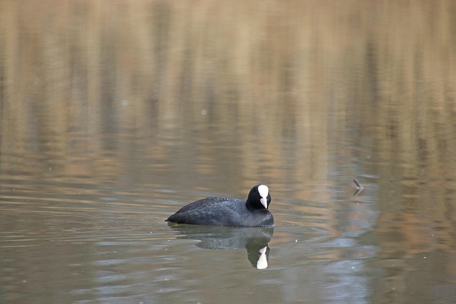 Pássaro, Eurasian Coot, Ornitologia