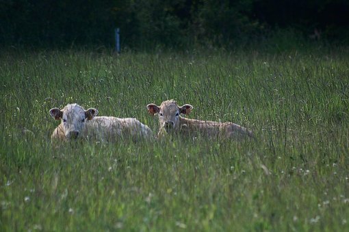 Free Animals Cows photo and picture