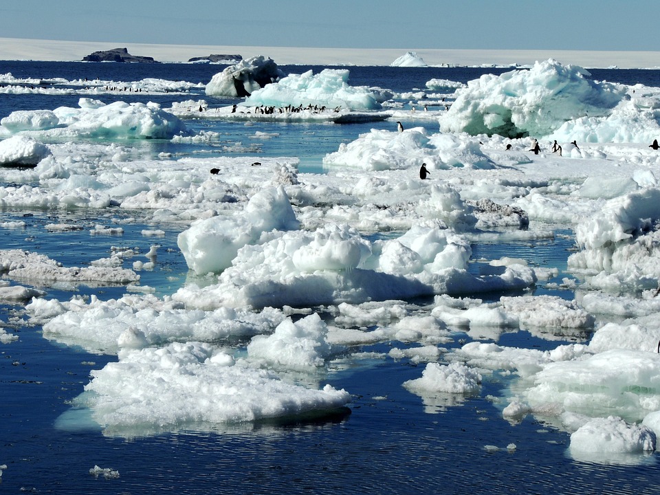 Antarctic Penguins Ice - Free photo on Pixabay - Pixabay