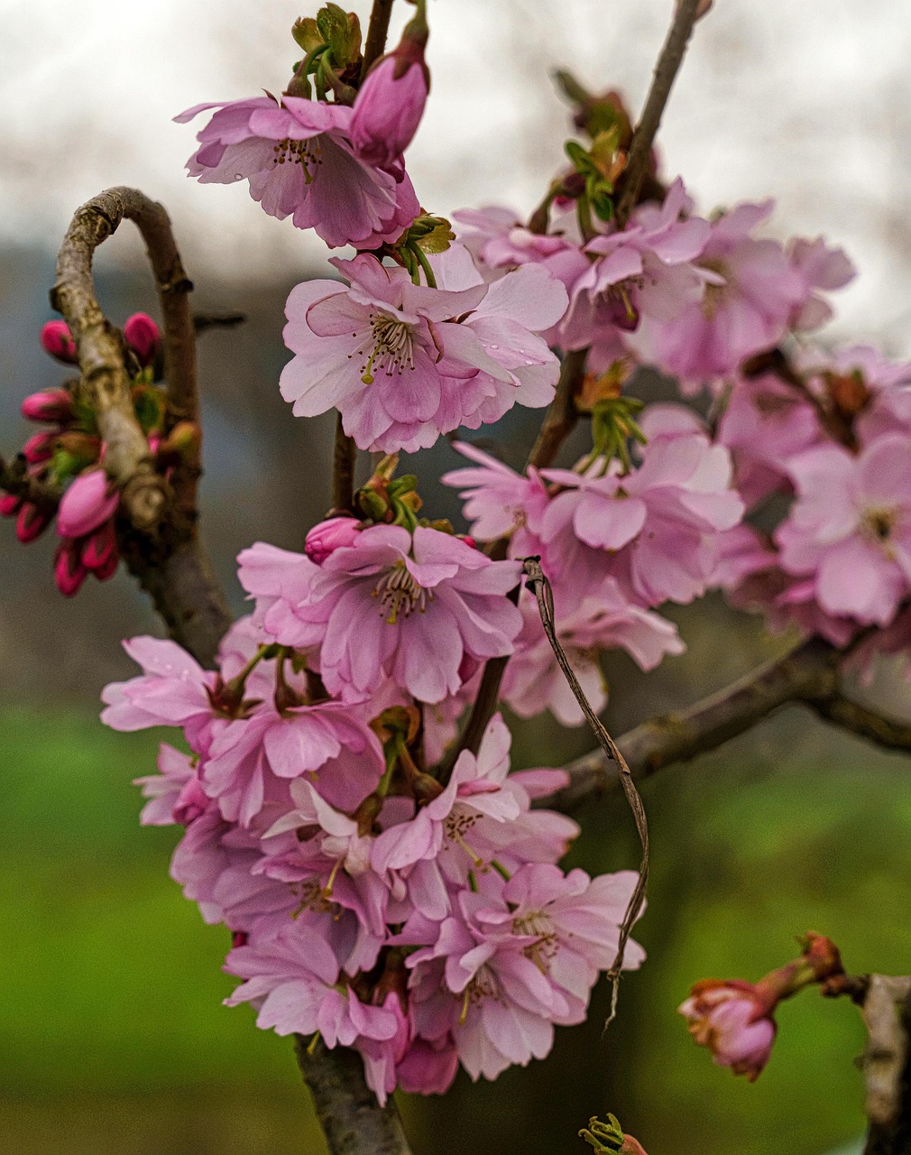 10000+無料桜&花画像 - Pixabay