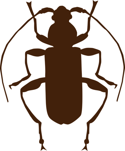 Free insect beetle entomology vector