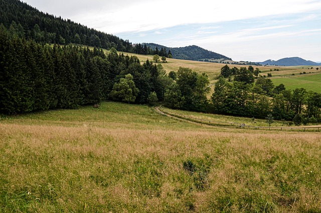 Prairie Foret Prairie Forêt Nature - Photo gratuite sur Pixabay - Pixabay