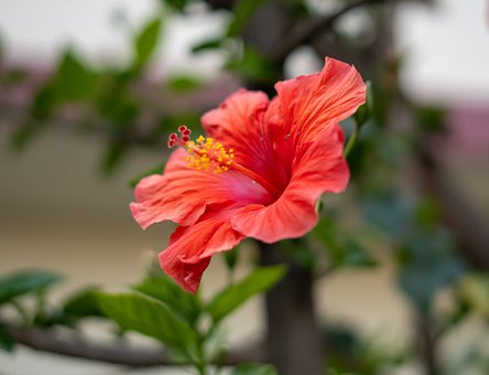 Free Flower Hibiscus photo and picture