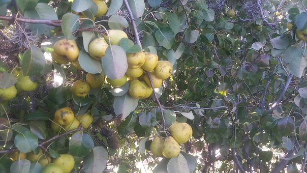 Fruit, Peer, Natuur